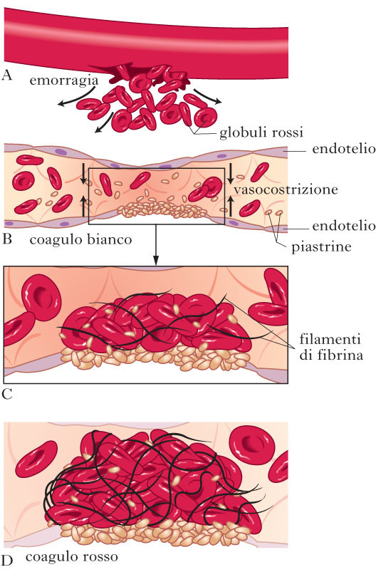 Curare Cicatrici con dermatofisioterapia