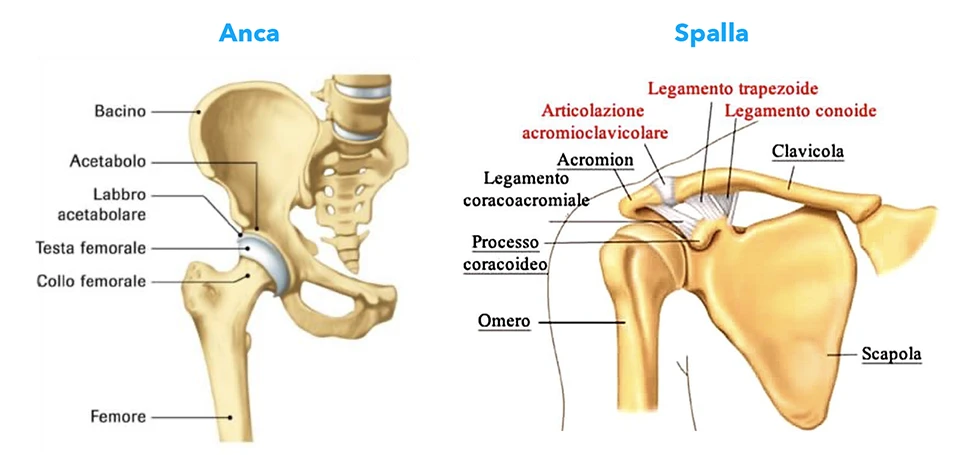 Spalla differenza con anca