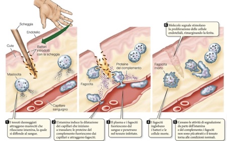 Curare Cicatrici con dermatofisioterapia