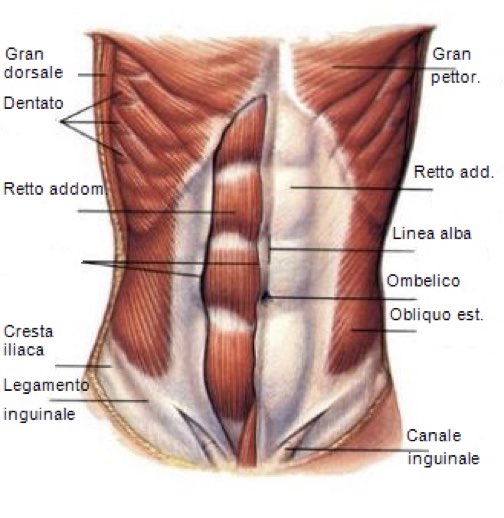 Muscoli fascia addominale