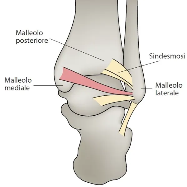 Anatomia malleoli