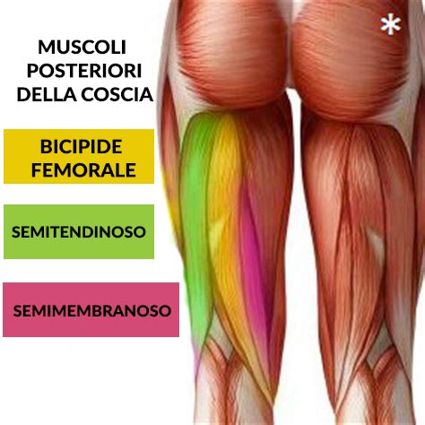 Infiammazione muscoli flessori gamba