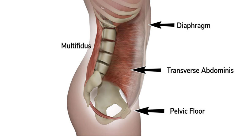 Muscoli addome multifido