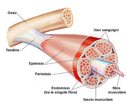 esempio muscolo soggetto a DOMS