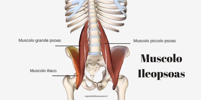 Psoas anatomia