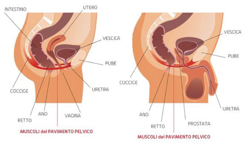 Il pavimento pelvico e i muscoli del tronco