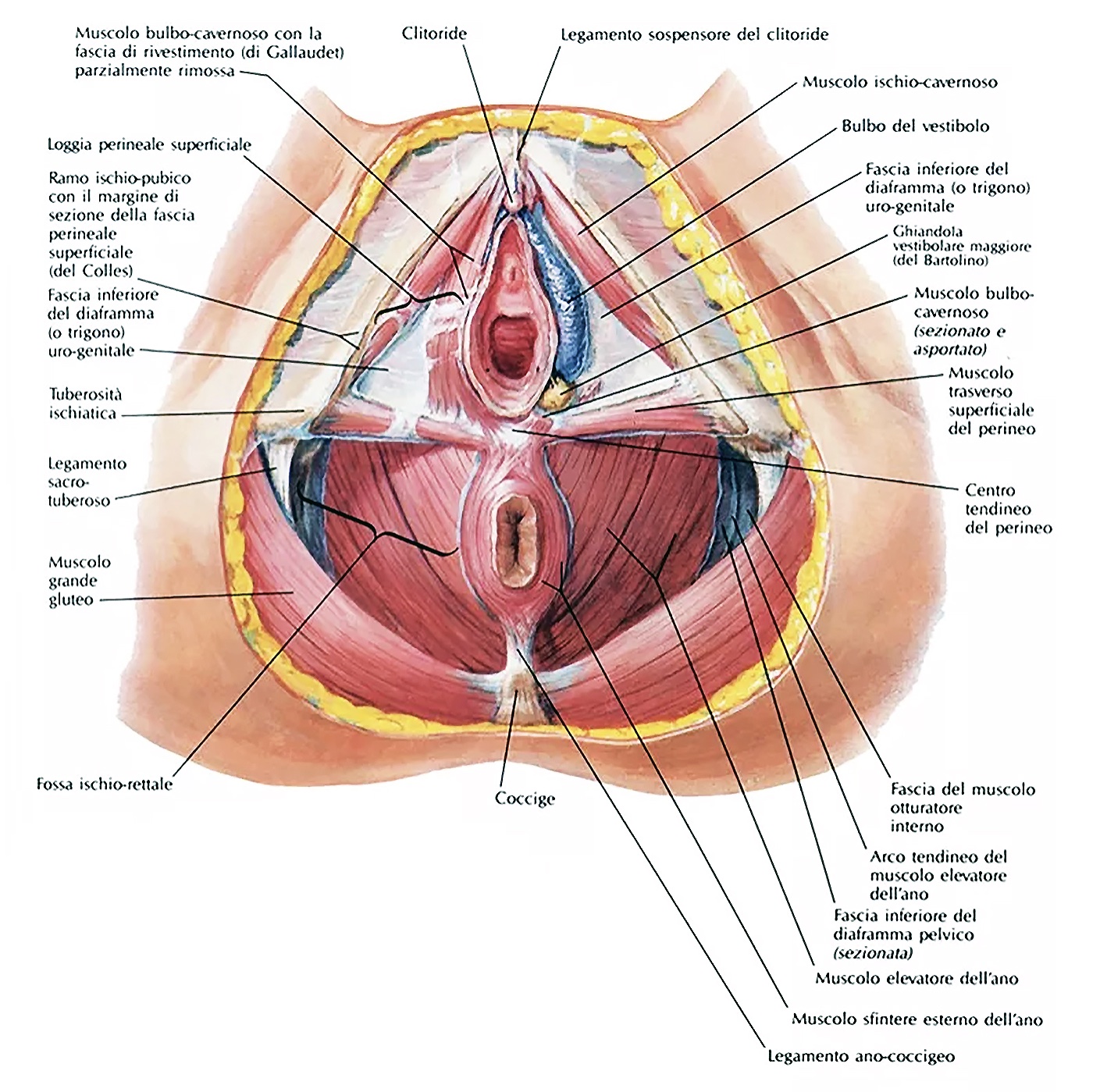 Struttura del pavimento pelvico nella donna