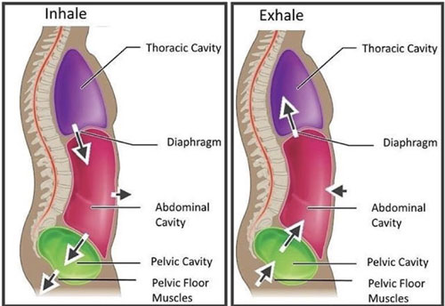 Pavimento Pelvico e Muscoli del Tronco