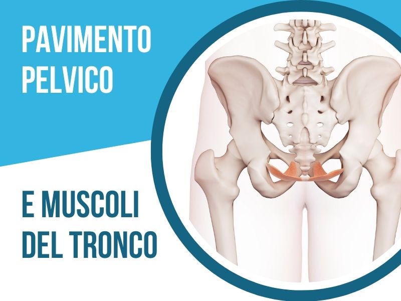 Pavimento pelvico e muscoli tronco
