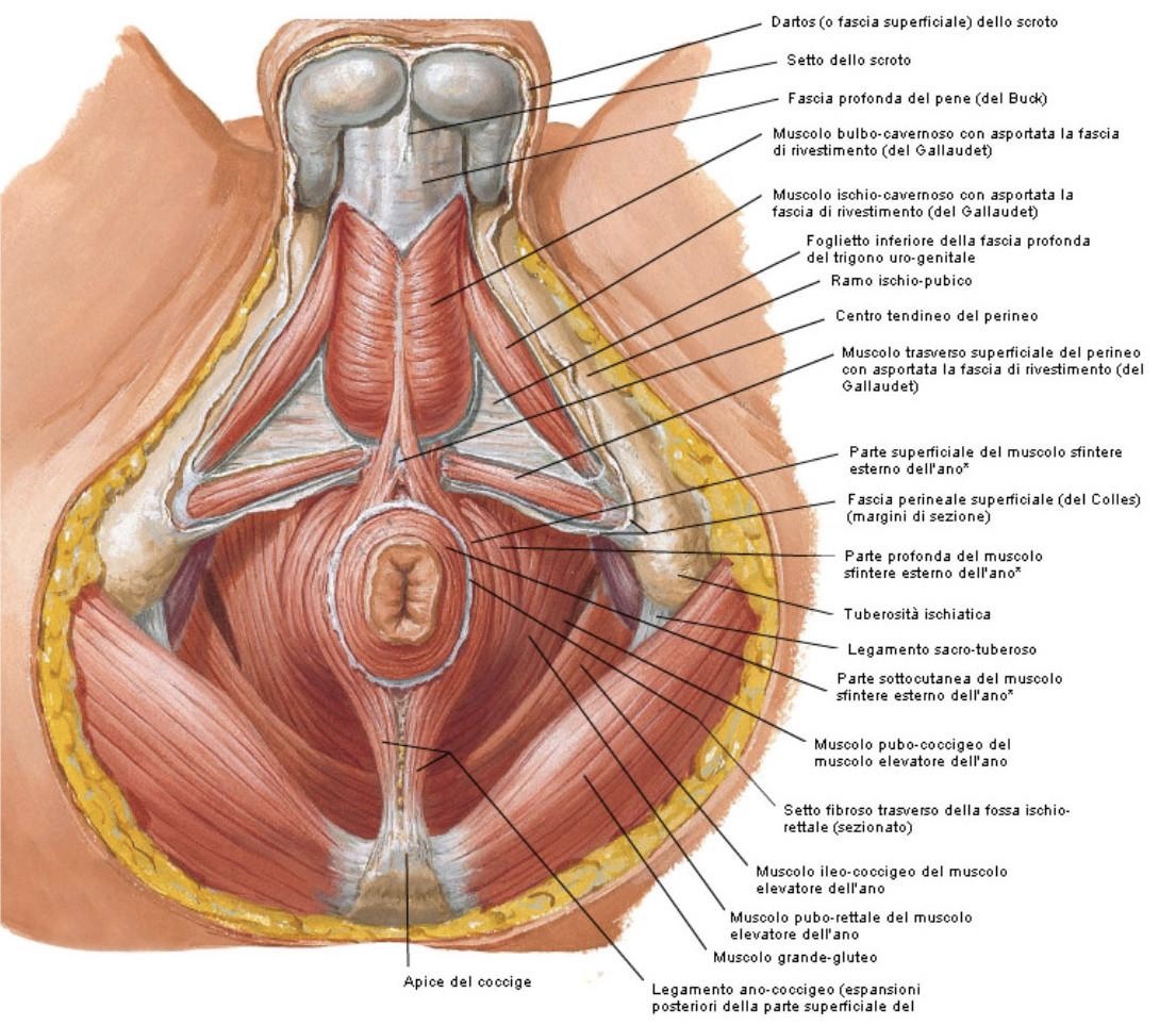 Struttura del pavimento pelvico nell'uomo