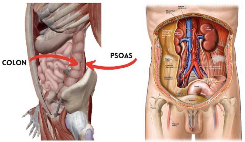 Posizione Psoas e Colon