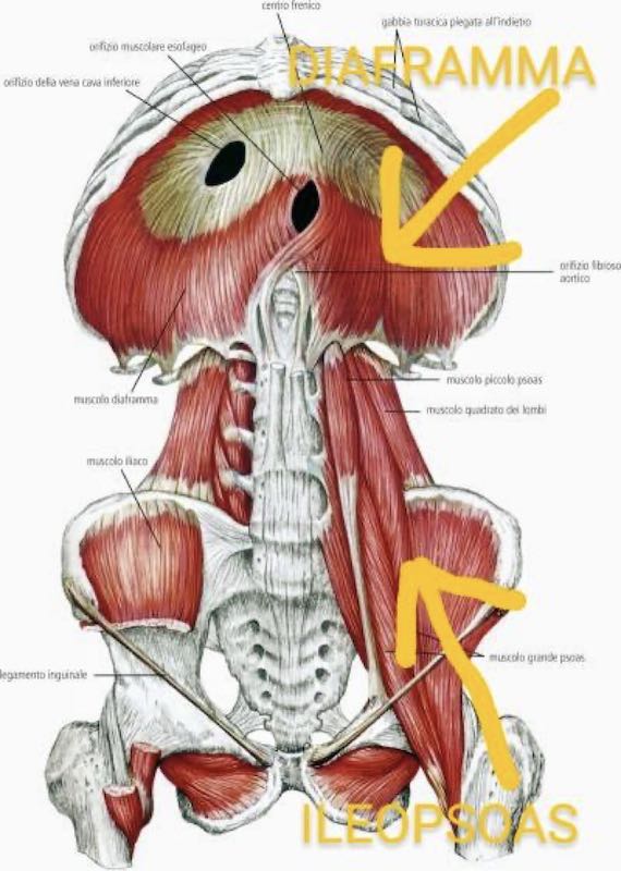 Posizione Psoas e Diaframma