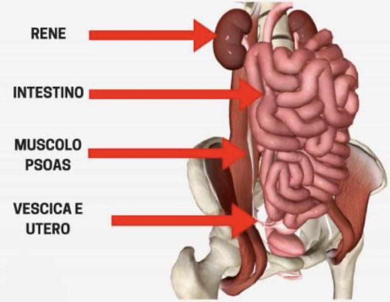 Posizione Psoas e altre viscere