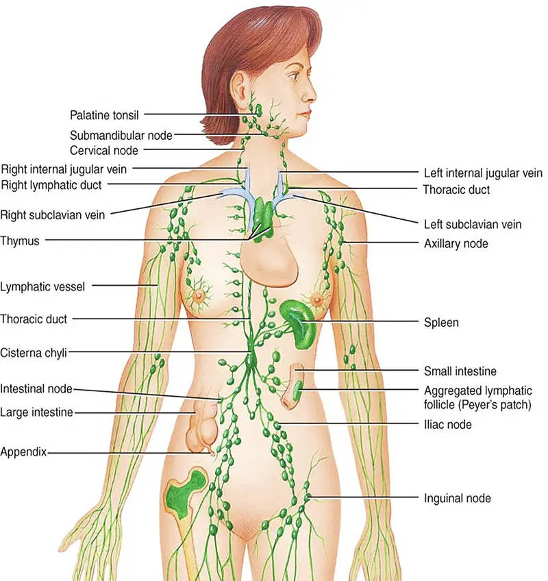 Sistema linfatico patologie