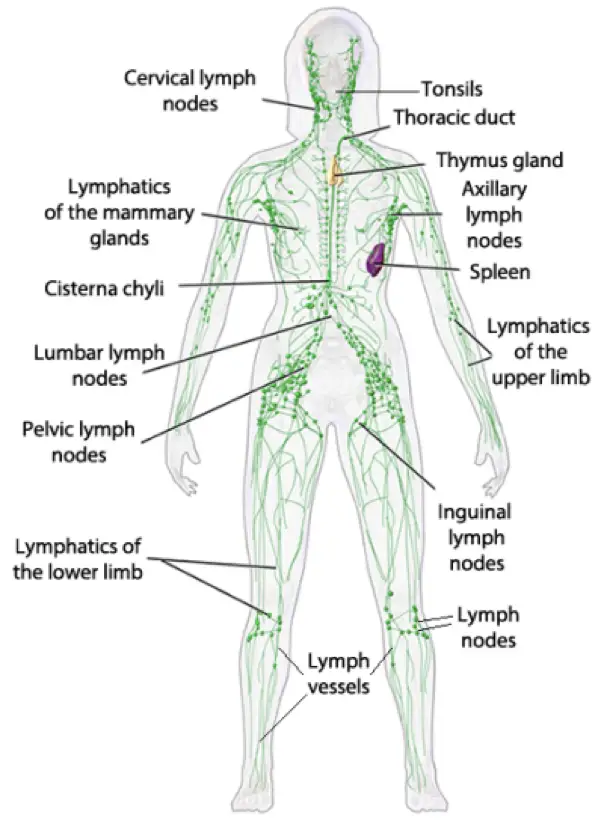 Sistema linfatico patologie