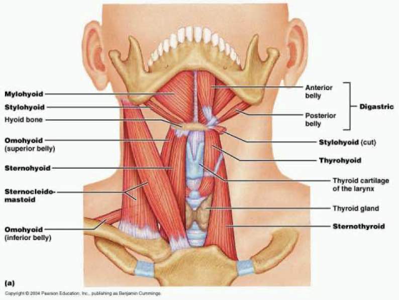 come è fatta la cervicale