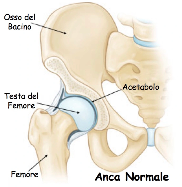 Struttura dell'anca